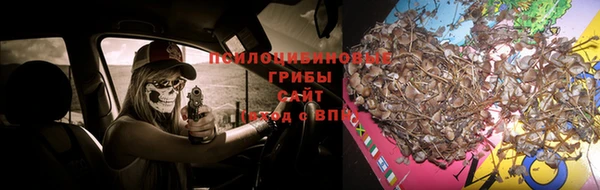 прущие крисы Бородино